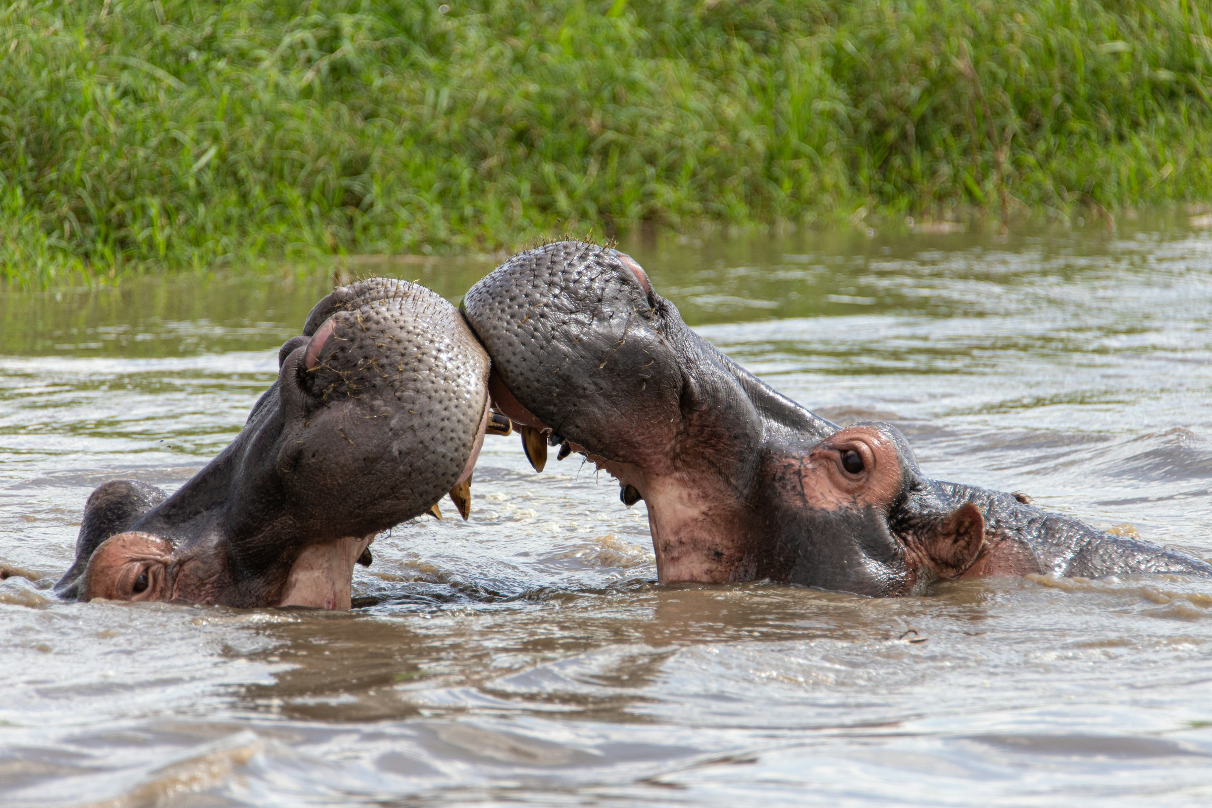 Aventura salvaje a Doradal por  tierra
